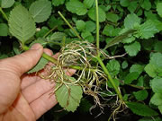 Healthy roots after removing rockwool 