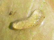 Snail eggs on the underside of a leaf