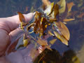 Nymphea Species