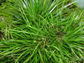 Acorus gramineus