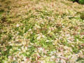 Alternanthera versicolor