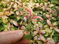 Alternanthera versicolor