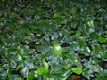 Anubias nana