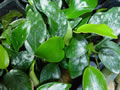 Anubias nana