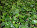 Anubias barteri