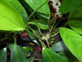 Anubias gracillis