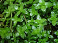 Bacopa caroliniana