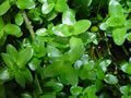 Bacopa caroliniana