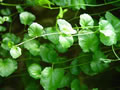 Cardimine lyrata