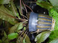 Cryptocoryne wendtii