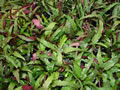 Hemigraphis colorata