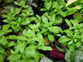 Hygrophila polysperma