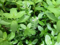 hygrophila polysperma