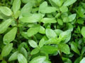 hygrophila polysperma