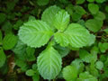 Hygrophila difformis