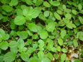 Hygrophila difformis
