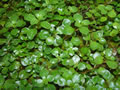 Ludwigia repens