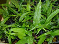Java fern