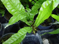 Java fern