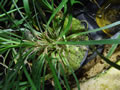 Ophiopogon japonicus
