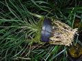 Ophiopogon japonicus